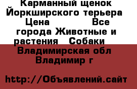 Карманный щенок Йоркширского терьера › Цена ­ 30 000 - Все города Животные и растения » Собаки   . Владимирская обл.,Владимир г.